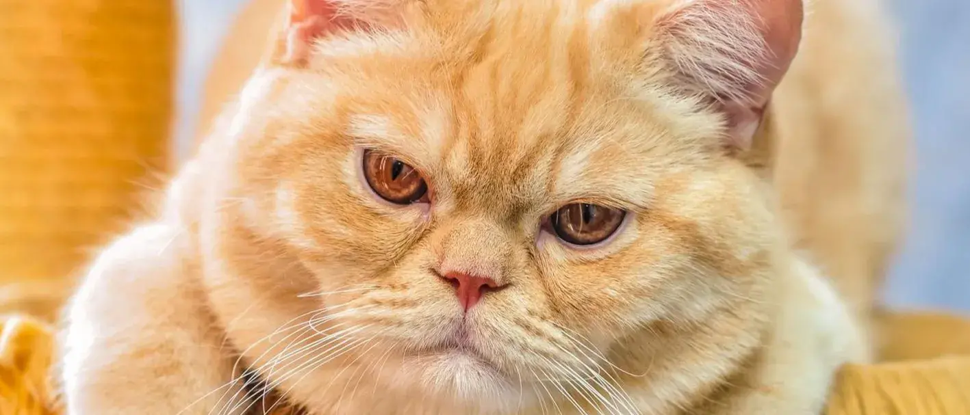 Zdjęcie tła oferty